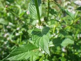 Wild Mint Plant Start — Sunny Lane Farm